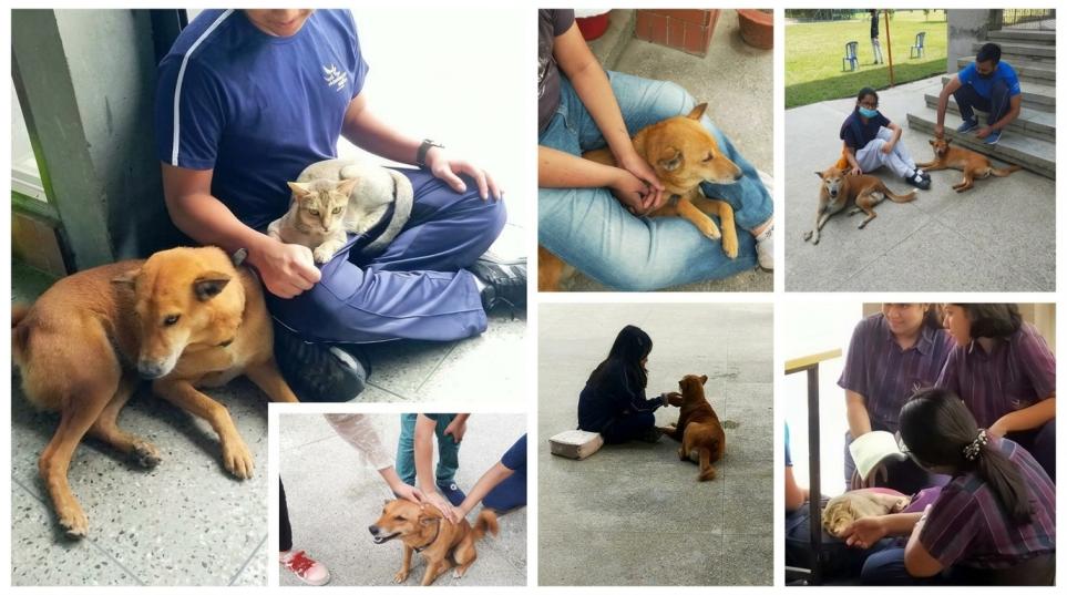 Animal-friendly campus space